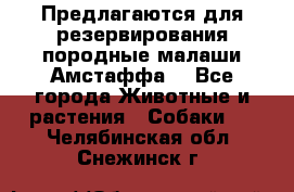 Предлагаются для резервирования породные малаши Амстаффа  - Все города Животные и растения » Собаки   . Челябинская обл.,Снежинск г.